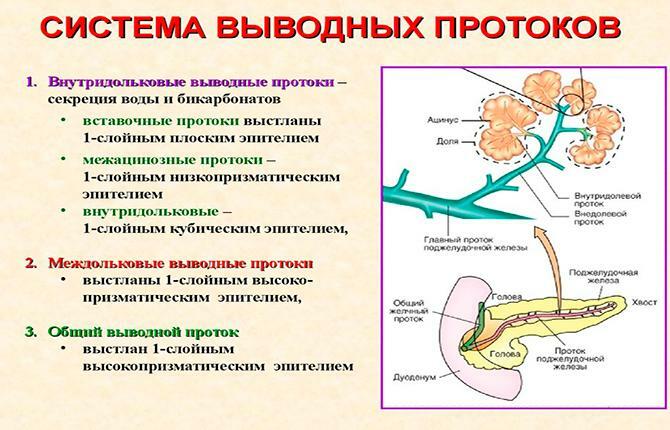 Excretory duct system of the pancreas