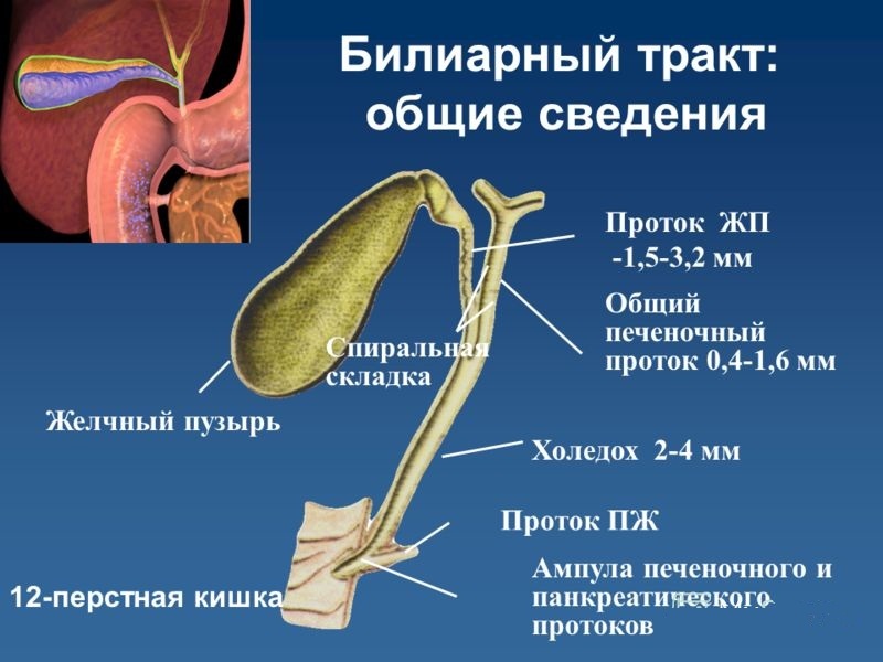Los primeros síntomas de la enfermedad de la vesícula biliar