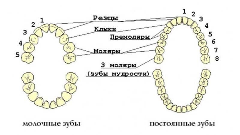 Kuras zobi mainās bērniem: diagrammā fotogrāfiju