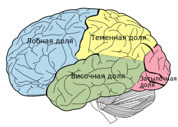 Functies en rol van de hersencortex