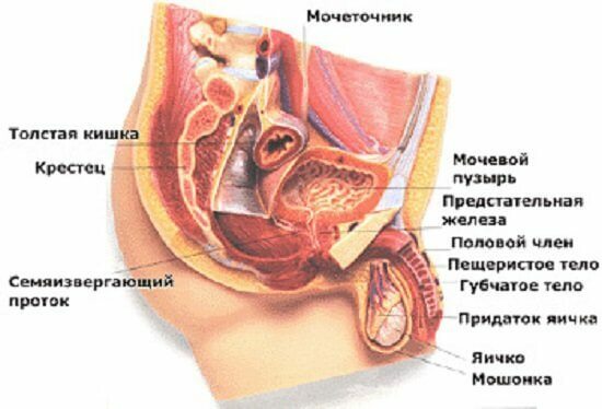 Candida urethritis hos mænd