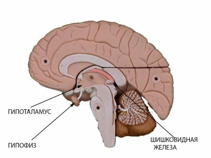 anatomisch-Standort-Hypophysen-Drüse