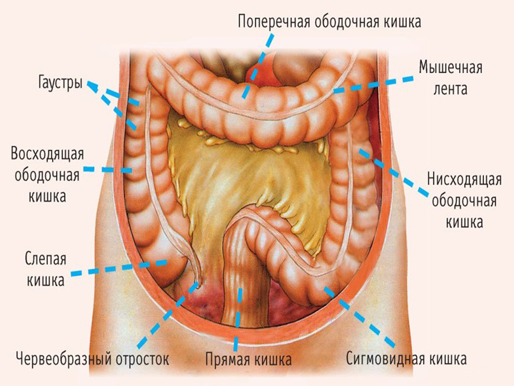 Divisioni del grande intestino