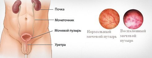 ureter structure