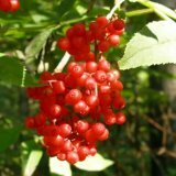 Elderberry: liečivé vlastnosti