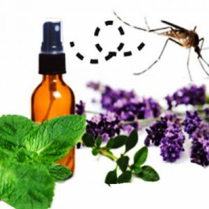 Essential oil-from-mosquitoes