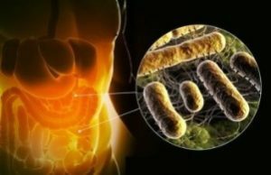 Bakterien im menschlichen Darm