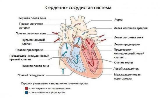 Strukturen på det kardiovaskulära systemet på den person, kränkningar i sitt arbete