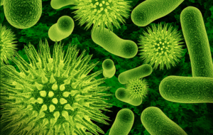 Kórokozó mikrobák