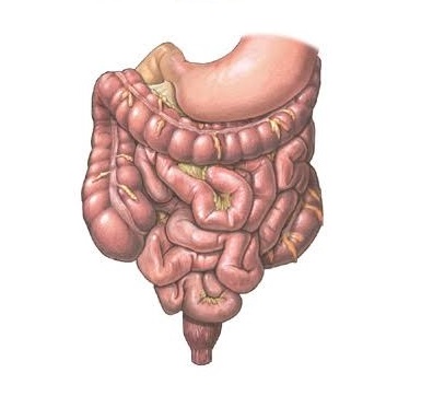 Gastrointestinálny trakt