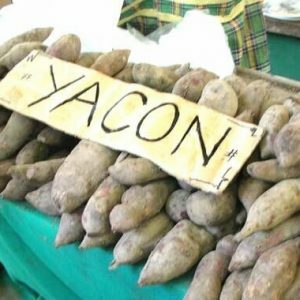 Yakon - useful and harmful properties