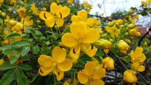 Senna holly