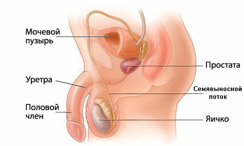 Struktur och funktion hos prostatakörteln hos män