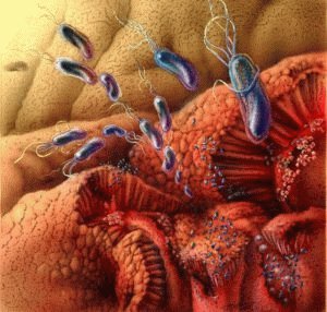 Helicobacter Pylori - de oorzaak van de maagzweer