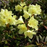Medicinsk plante rhododendron gylden
