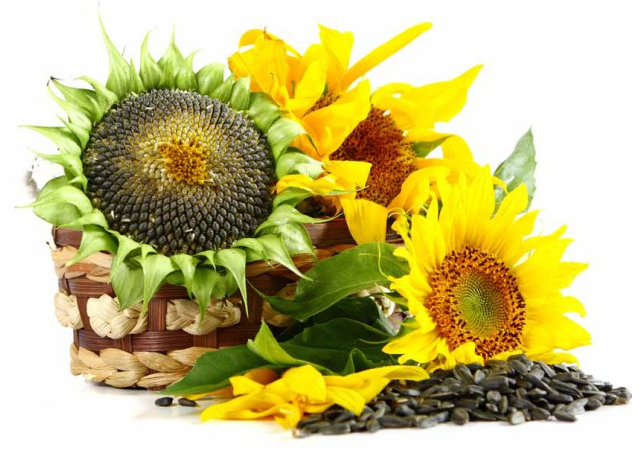 Sunflower seeds: good and bad