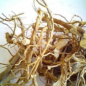 In-what-good-roots-dogrose