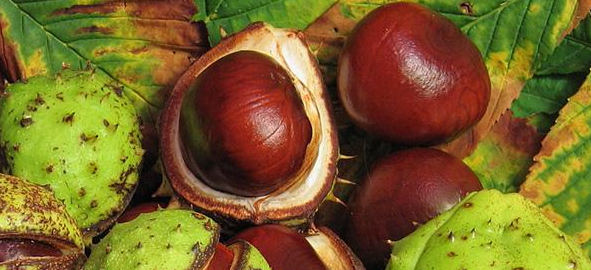 Chestnut against pain in joints