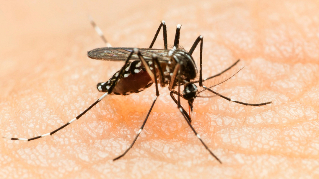 Nebezpečný virus Zika?