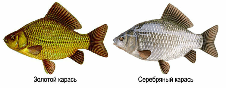 Carp: benefit and harm, product composition
