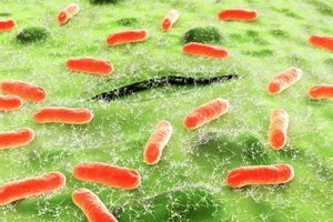 Escheriquiose do intestino