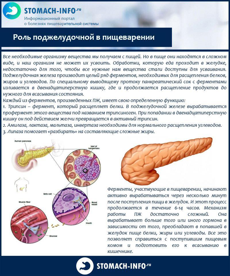 Úloha pankreasu pri trávení