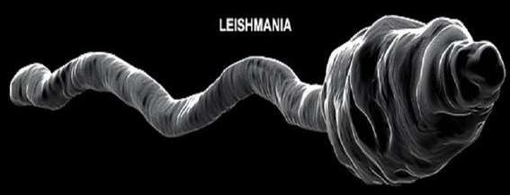 De cyclus van de ontwikkeling van Leishmania
