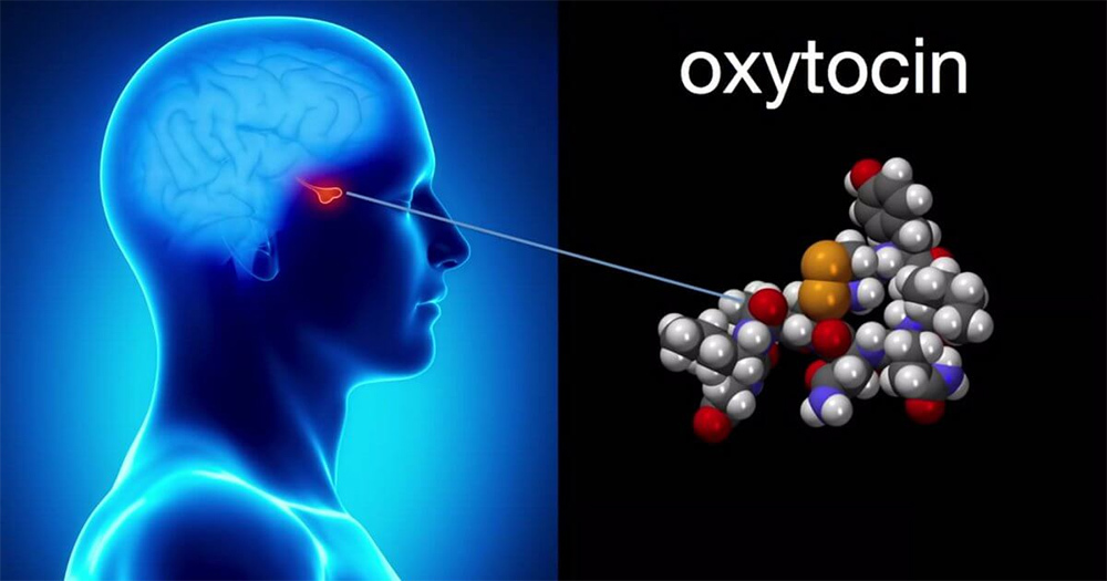 Het hormoon oxytocine (liefdeshormoon): wat het is en hoe het te verhogen?