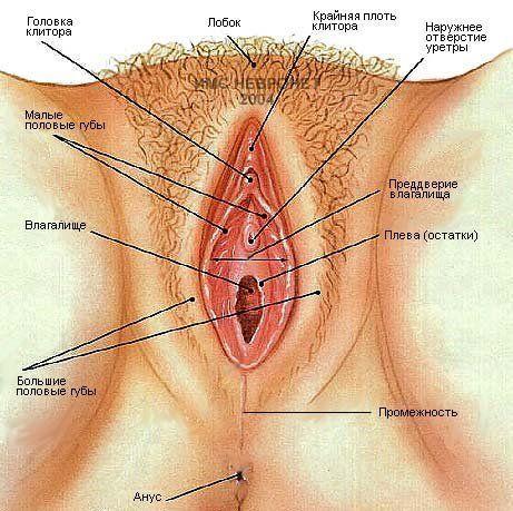 Структура женских гениталних органа