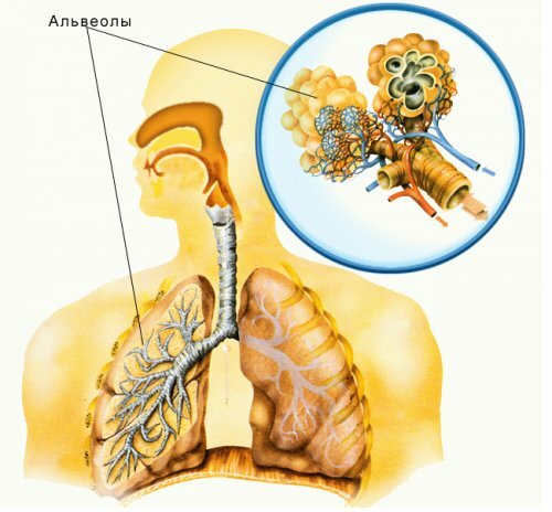 Alveoli kopsude: sümptomid, ravi ja prognoos