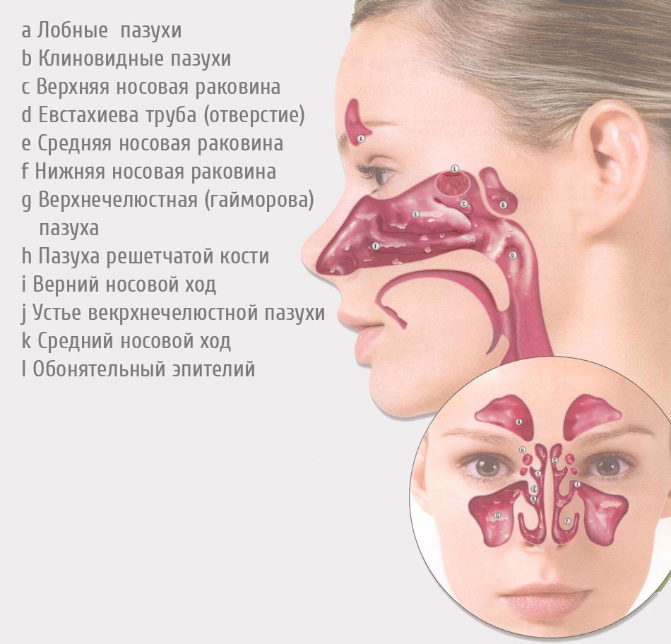 1358962733_anatomy of the nose