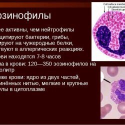 La norma de los eosinófilos en la sangre
