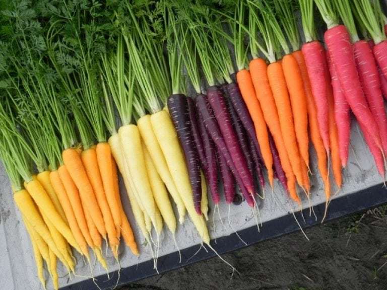 Carrots: benefits and harms for the body, how much you need to eat