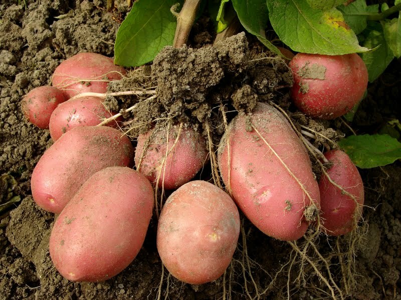 Kenmerken van het gebruik van aardappelen