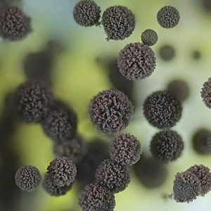 Aspergillus fungus