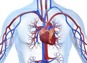 Erkrankungen des Herz-Kreislauf-Systems
