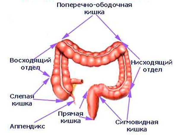 Debelo crijevo