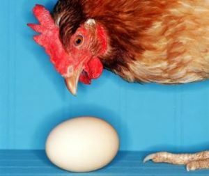 Huhn und Ei