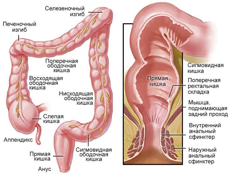 Anatomía del recto
