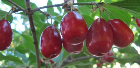 Berry cornizo, propriedades úteis e métodos de colheita, as receitas tradicionais