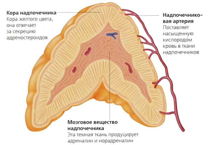 The structure of the adrenal glands
