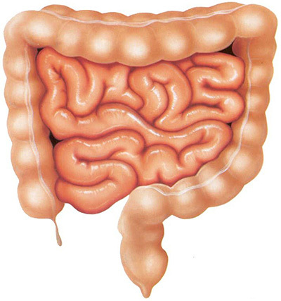 The role of the intestine and its microflora