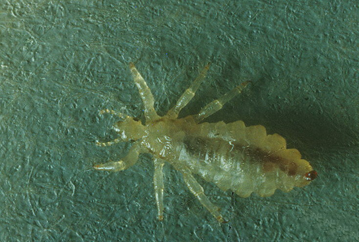 Baby lice
