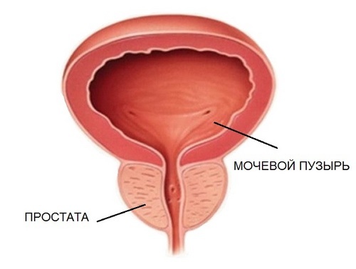 Anatomy of the bladder in men