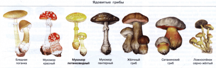 Mushroom poisoning: signs and first aid