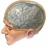 Sintomas de concussão do cérebro