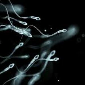 spermia