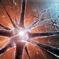 Functies van het autonome zenuwstelsel