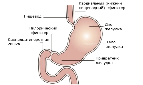 anatomía