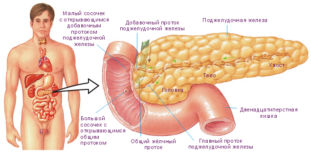 Miesto pankreasu v tele